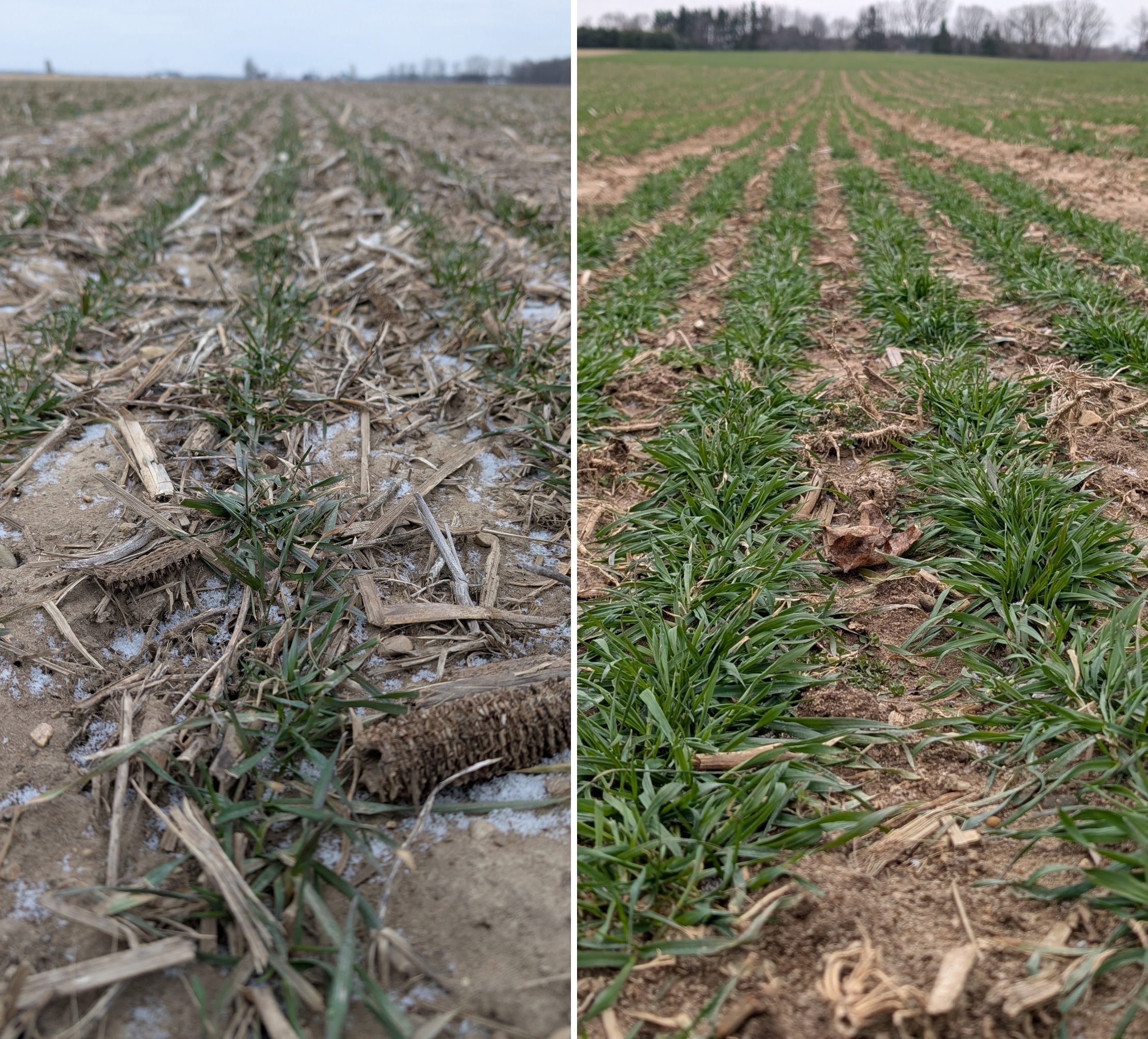 A wheat field not at greenup and a wheat field during greenup.